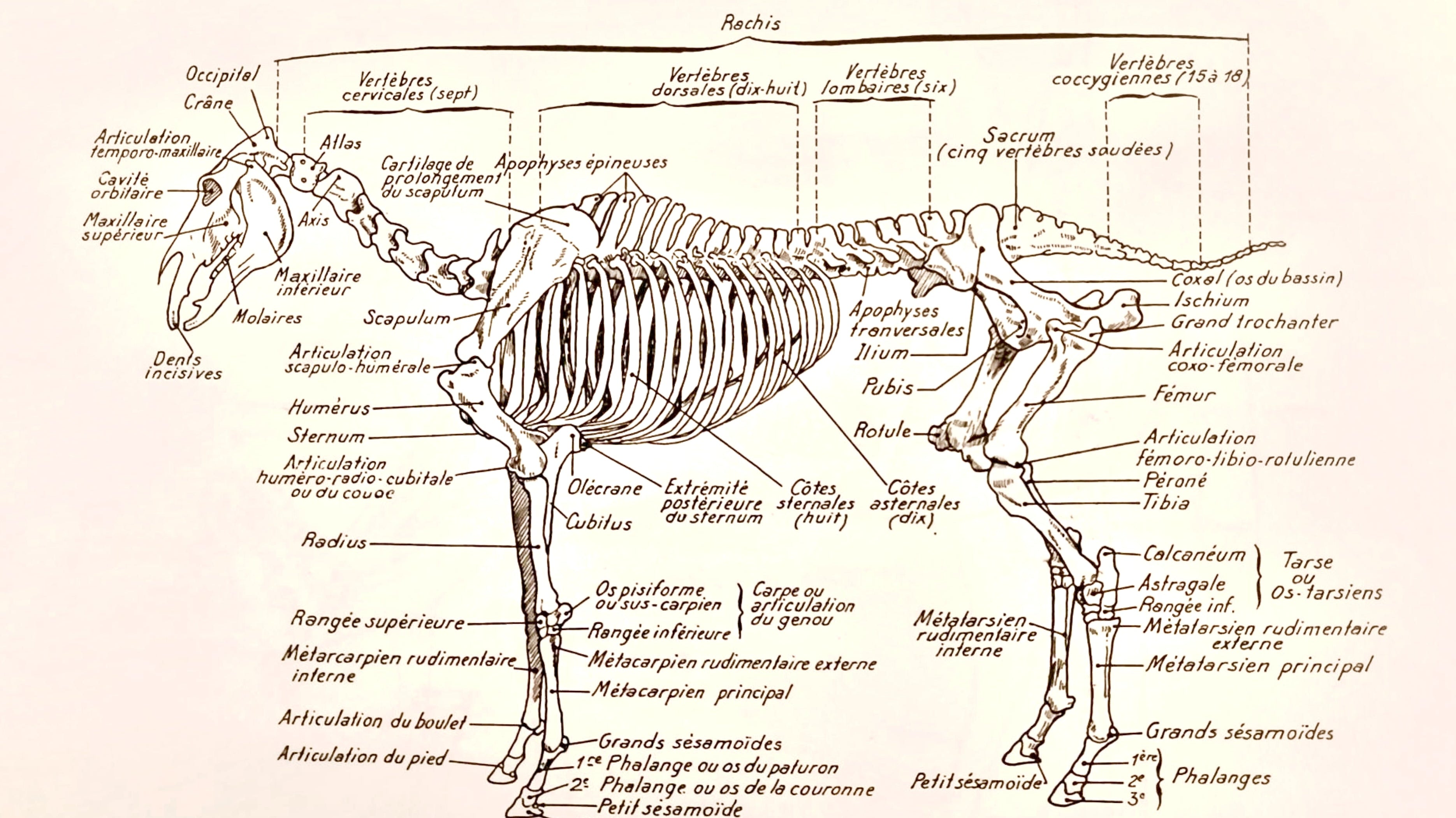 L'évolution du sellier en 30 ans : du standard à l'innovation avec Equipe et Amerigo