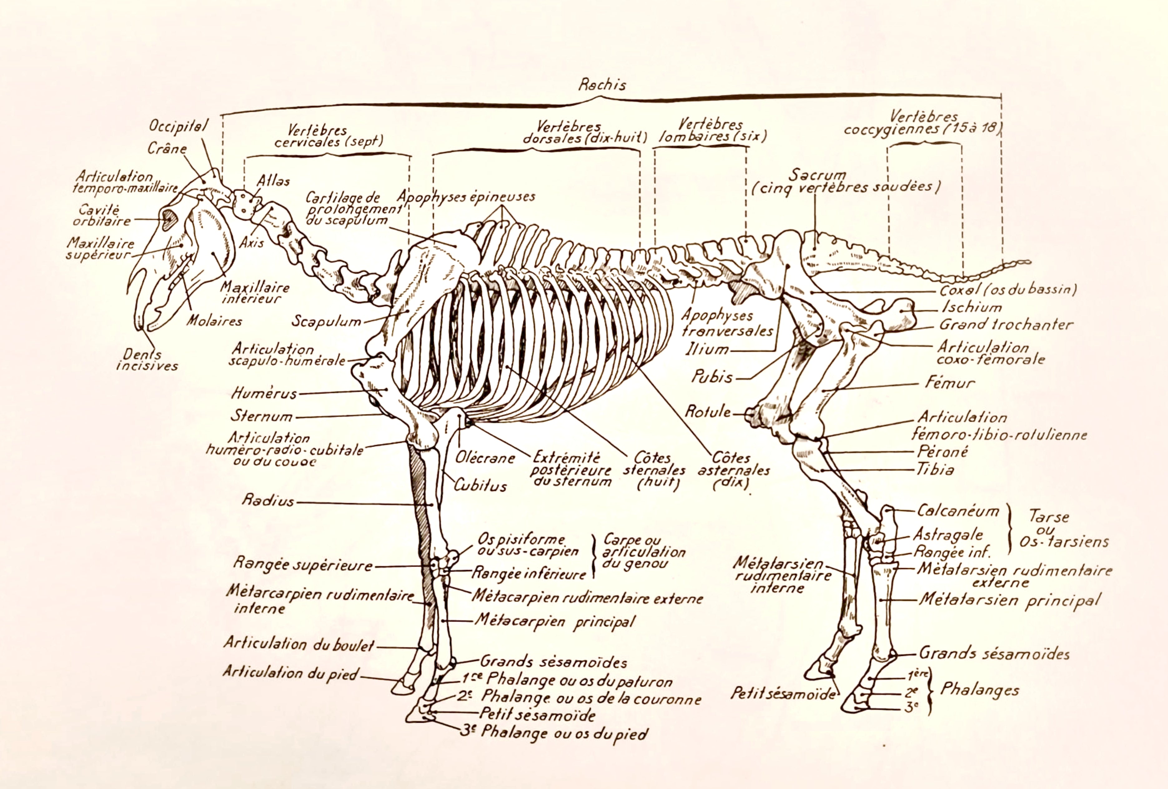 L'évolution du sellier en 30 ans : du standard à l'innovation avec Equipe et Amerigo