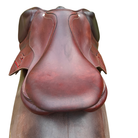 Selle obstacle Antares Connexion - vue du dessus